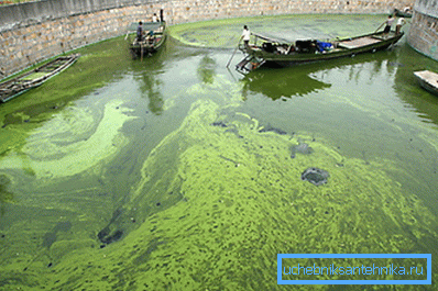 Letouny mohou létat z biopaliv z řas Letouny mohou létat z biopaliv z řas