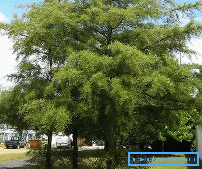 1223 Černý Alder Imperialis