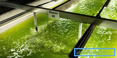 Výroba biopaliv z řas Výroba biopaliv z řas