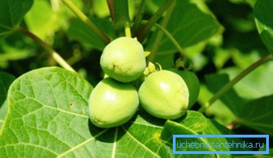 Jatropha - potenciální závod na biopaliva Jatropha - potenciální závod na biopaliva